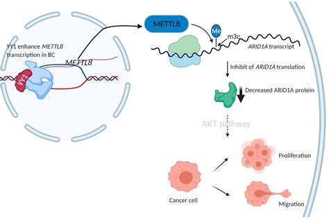 Ijms Free Full Text Mettl Mrna Methyltransferase Enhances Cancer