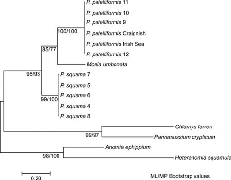 Phylogram To Illustrate Maximum Likelihood Tree Drawn To Scale With