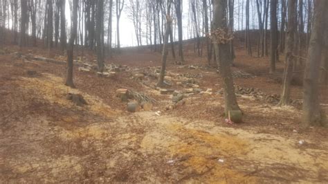 Garda Forestier Suceava T Ieri Ilegale De Arbori Au Continuat La