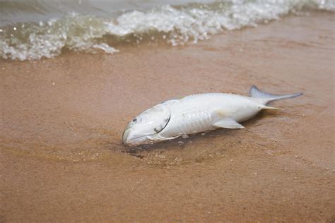 Peixe Morto Deitado Na Praia Na Areia Ondas Do Mar 6898259 Foto De