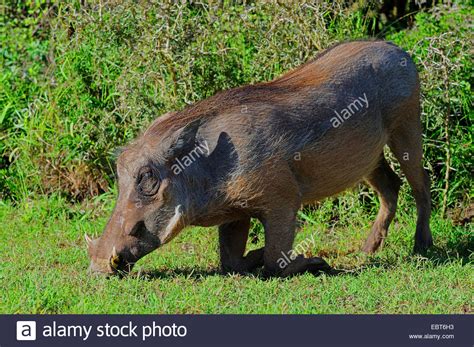 Common Warthog Savanna Warthog Phacochoerus Africanus Grazing