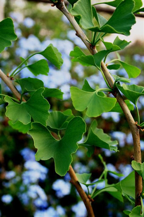 Ginkgo Biloba Leaves Free Stock Photo Public Domain Pictures