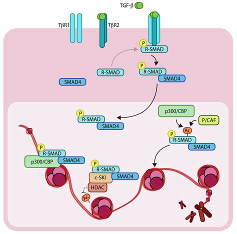 Tgf Smad Pathway