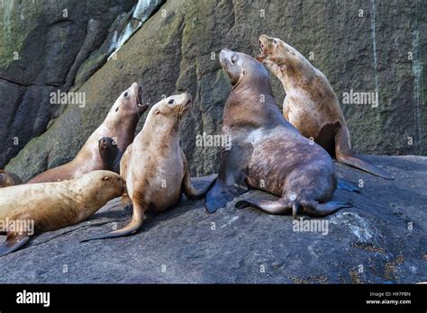 Steller Sea Lion, Alaska Stock Photo - Alamy