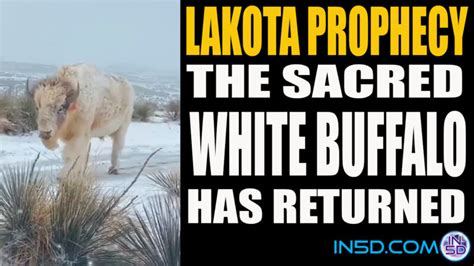 Lakota Prophecy: The Sacred White Buffalo Has Returned - In5D