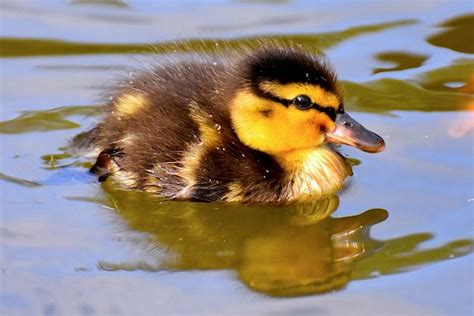 Are Ducks Good Pets Essential Guide To Raising And Caring For Ducks