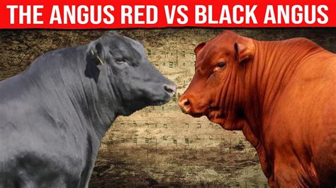 Angus Red Vs Black Angus Which Is The Best Option To Produce Meat