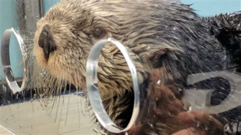 Georgia Aquarium: Shake Hands with Otters and Other Intimate Encounters