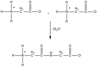 Draw the dipeptide that results when a peptide bond is formed between the two glycine molecules ...