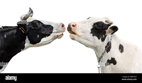 Two funny cow isolated on a white background. Portrait of two cute cows. Two cows talk to each ...