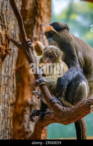 Cute baby de brazza monkey Stock Photo - Alamy