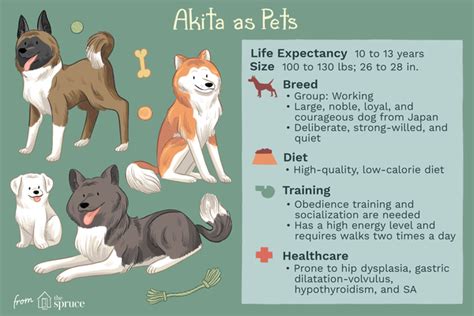 Akita Full Profile History And Care