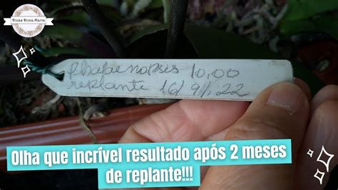 Dicas Dona Maria Olha que incrível resultado após 2 meses de replante