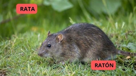 Cuál es la diferencia entre Rata y Ratón