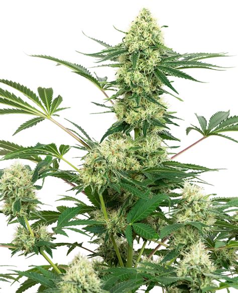 Wedding Cake Strain Harvest Time Wedding Cake Seed Junky Genetics