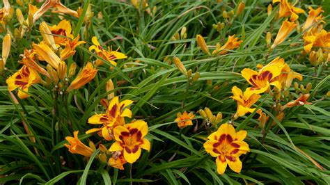 Daylilies - 45 Growth And Care Questions Solved - Green Packs