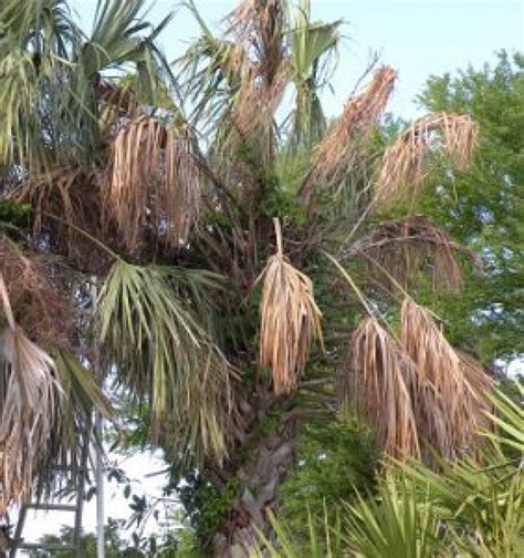 Scientists Warn A New Disease Threatens Florida Palm Trees Wgcu Pbs And Npr For Southwest Florida