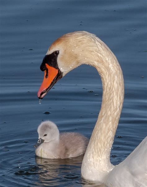 Mute Swan | Audubon Field Guide