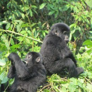 Gorilla Safari Trekking In Kalinzu Forest Day Bamboo Ecotours