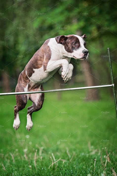 Pit Bull Terrier Jumping | High-Quality Animal Stock Photos ~ Creative ...