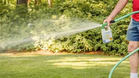 The Best Time To Weed And Feed Your Lawn In Australia