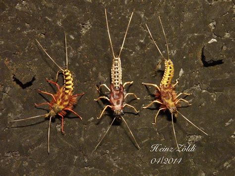 Woven Body Stonefly Nymphs Fly Fishing Flies Pattern Attract Wild