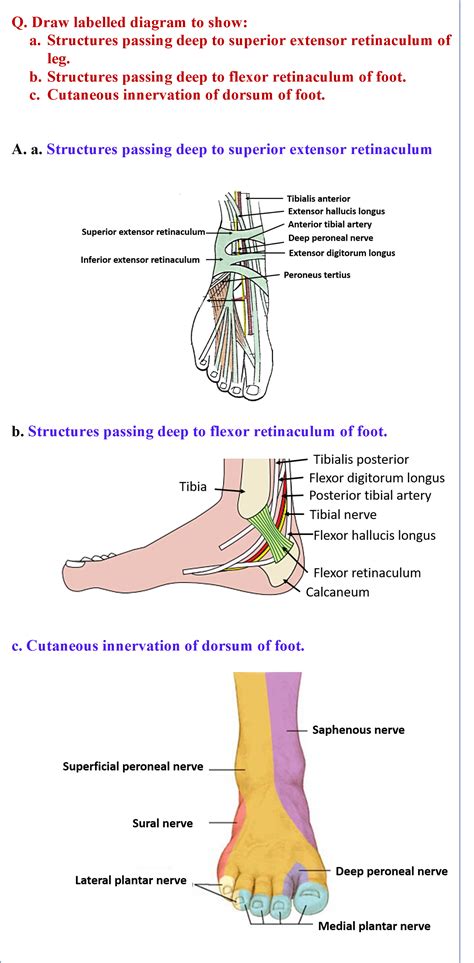 Anterior posterior compartments of leg - lopisourcing