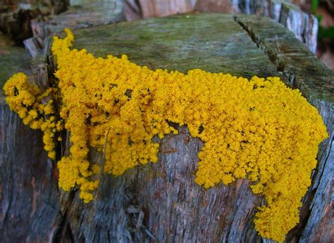 Physarum Polycephalum Or In Normal Terms Slime Mold I S Flickr