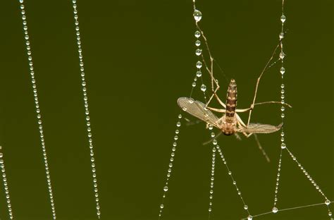 Investigating Community Food Webs The Ecological Importance Of Spiders