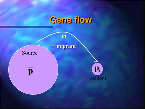 PPT - Gene flow PowerPoint Presentation, free download - ID:5686291