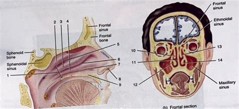 Nasal structure within nasal cavity Flashcards | Quizlet