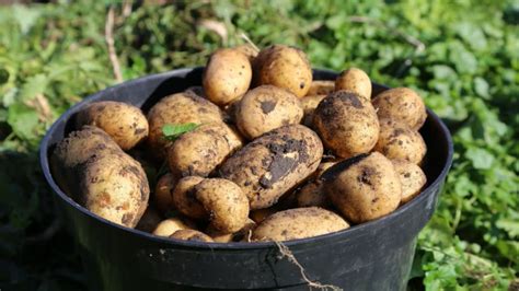 Quand récolter les pommes de terre Comment reconnaître le bon moment