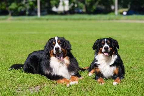 9 Types Of Mountain Dog Breeds And Their Differences With Info