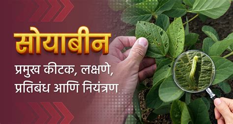 सोयाबीन प्रमुख कीटक लक्षणे प्रतिबंध आणि नियंत्रण Soybean Major Pests Symptoms And Control