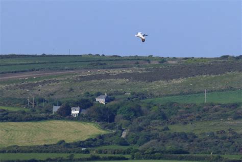 Wednesday 25th May 2016 Cornwall Bird Sightings - Cornwall Birding