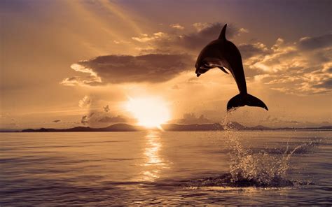 10 Hermosas Imágenes Y Fotos De Delfines En Hd Fotos E Imágenes En