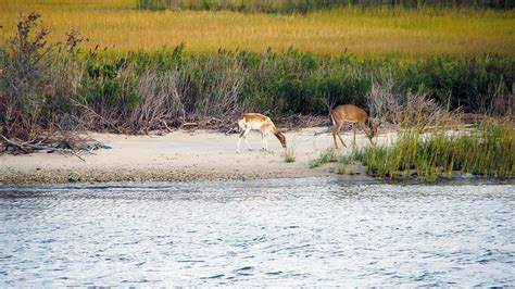 Coastal Wildlife | First Coastal