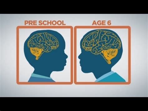 Stages Of Brain Development - sengeek