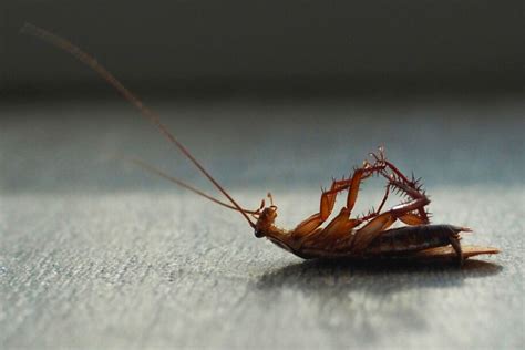 What Happens When You Squish A Cockroach? - Pest Pointer