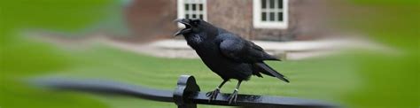 Tower of London Ravens | Legendary Members of the Royal Family