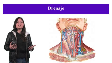 Vascularización e inervación de cuello YouTube