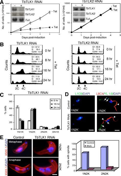 Rnai Silencing Of Tlk And Tlk In The Procyclic Form Of T Brucei A