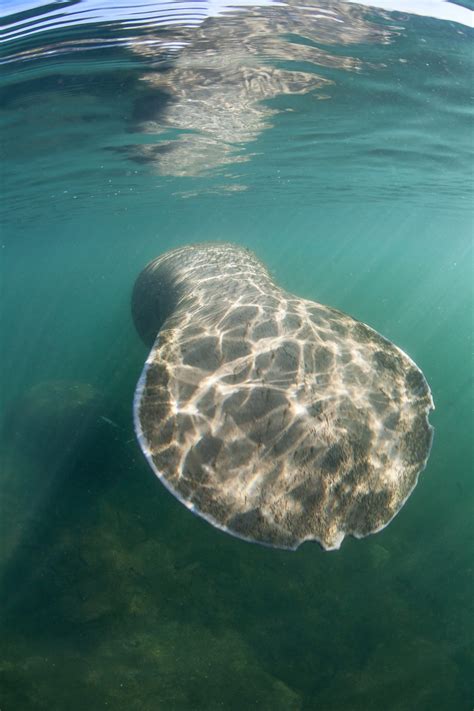 Manatees - Call For The Wild - Animal Education Page