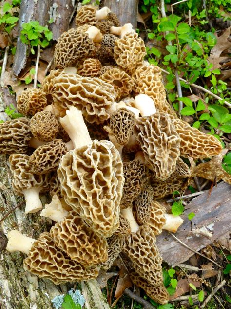 2019 Wisconsin Morel Season | Page 16 | Morel Mushrooms and Mushroom Hunting