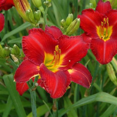 Chicago Apache Daylily Indy Plants