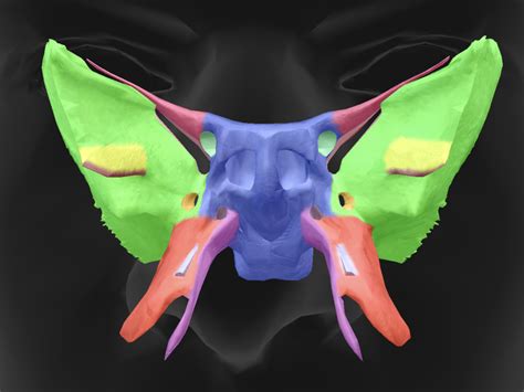 Sphenoid Bone Landmarks Diagram Quizlet