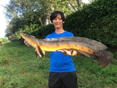 Personal best bullseye snakehead. 9lbs : r/Fishing