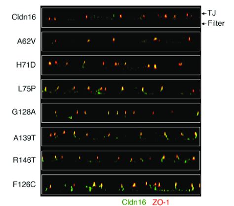 Tj Localization Of Cldn16 Mutants Expressed On The Cell Surface