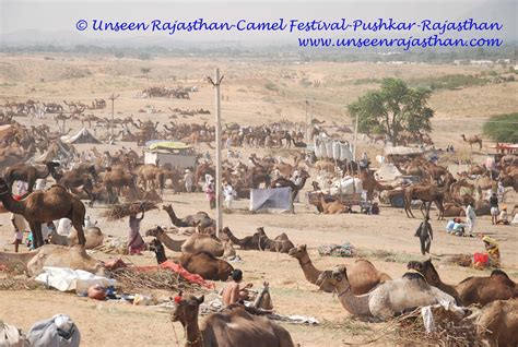 Unseen Rajasthan : Camel Festival-Pushkar-Rajasthan