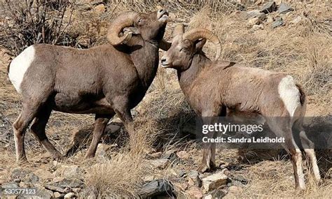 bighorn sheep fighting   premium high res pictures getty images